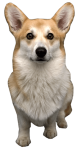 dog.png