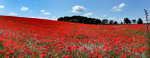 Poppy Fields.jpg